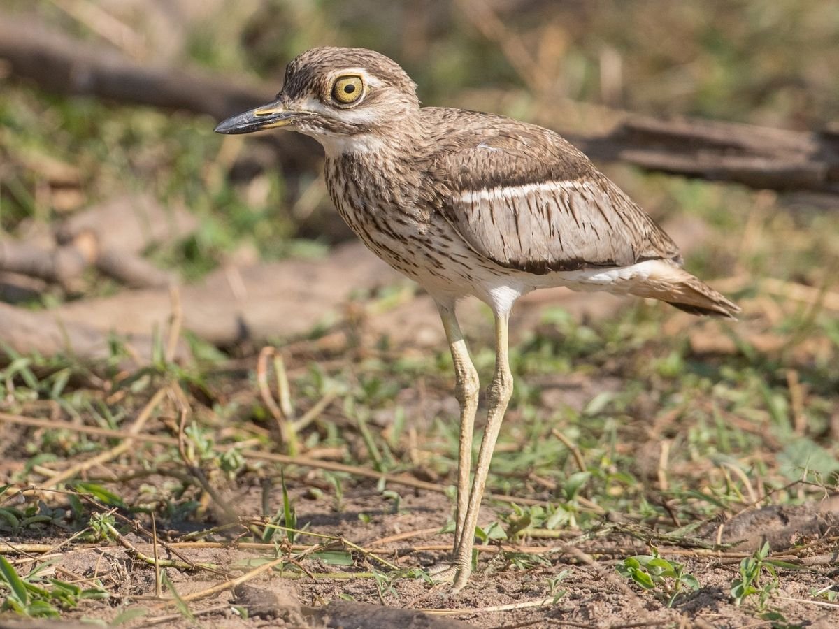 Water Thick-knee